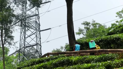 Tea garden workers walking beside power transmission lines Видео 337928177