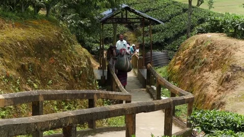 Tea garden workers walking through plantation pathway Stock Footage 337928031