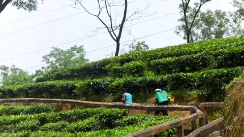 Tea garden workers walking through plantation pathway Video stock 337928180