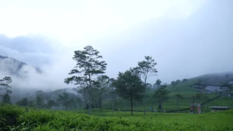 Tea gardens Video stock 170184373