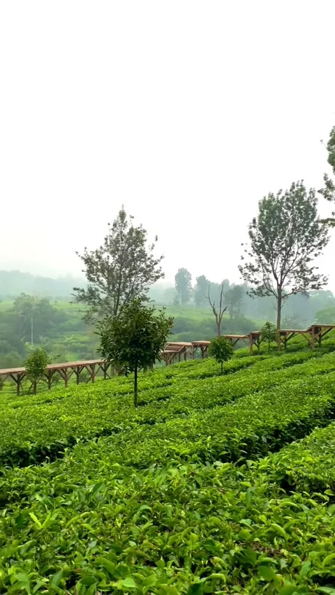 Tea gardens Stock-Footage 233362809