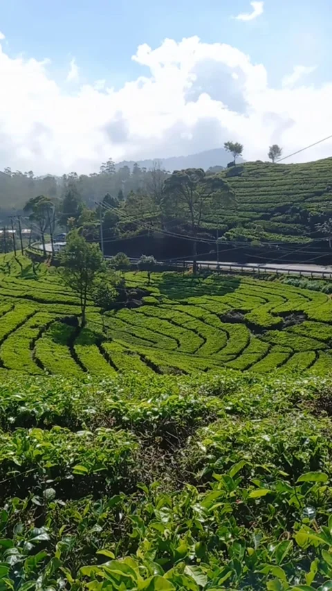 Tea gardens Stock Footage 244631065
