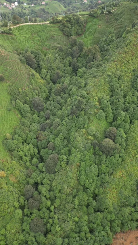 Tea gardens Stock Footage 251346573