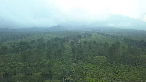 Tea Gardens -  Malang (D-Log) Stock Footage