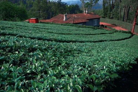 Tea Gardens Stock Photos