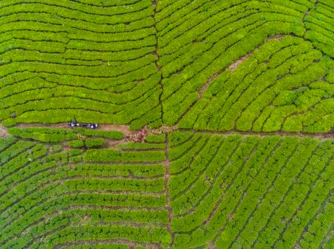 Tea gardens 库存照片