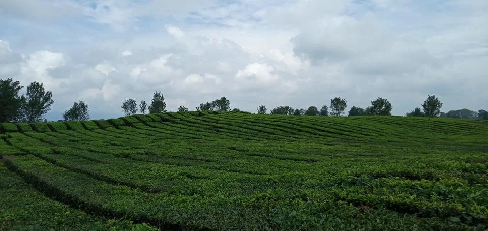Tea gardens Stock Photos