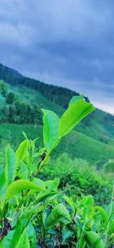 Tea gardens Foto stock