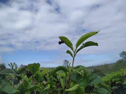Tea gardens Stock Photos