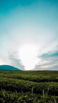 Tea gardens Foto stock
