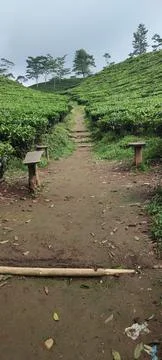 The tea gardens 写真素材