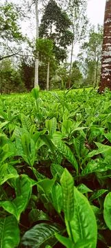 Tea gardens 스톡 사진