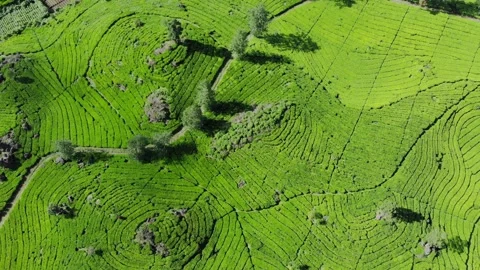 Tea gardens Rancabali Aerial Shoot 4K Stock Footage