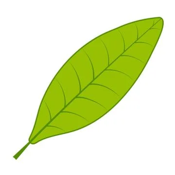 Tea green leaf vector tea tree leaf on white background Stock Illustration