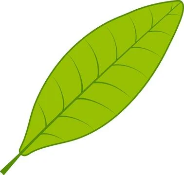 Tea green leaf white background Stock Illustration