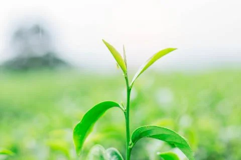 Tea of growing with blurred background. Stock Photos