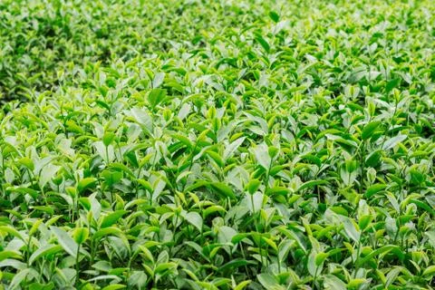 Tea growing with green background. Stock Photos