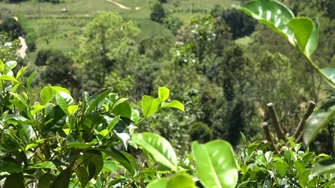 Tea growing in Sri Lanka - Ceylon Tea Plantation Stock Footage 73424403