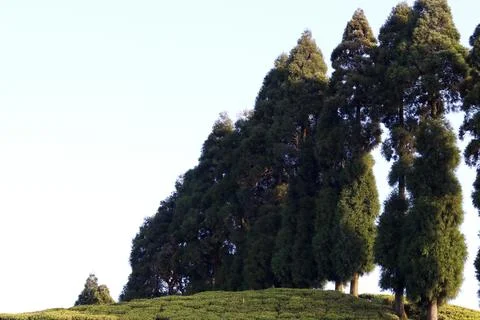 Tea Gurden Stock Photos