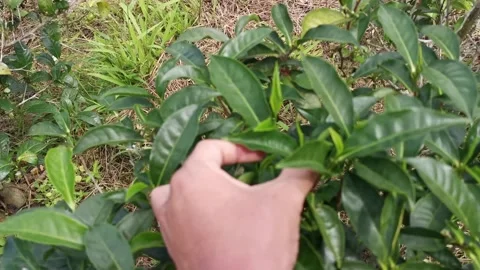 Tea Harvest Stock Footage 204124171