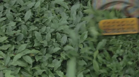 Tea harvesting Stock Footage 48391847