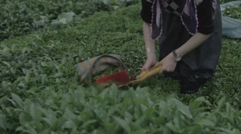 Tea harvesting Stock Footage 48391952