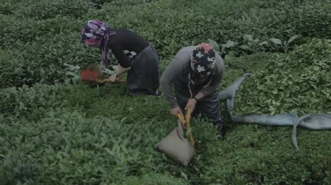 Tea harvesting Stock Footage 48392058
