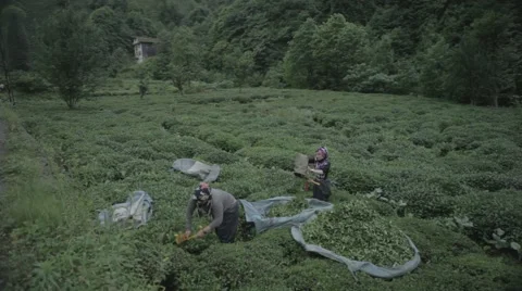 Tea harvesting Stock Footage 48392328