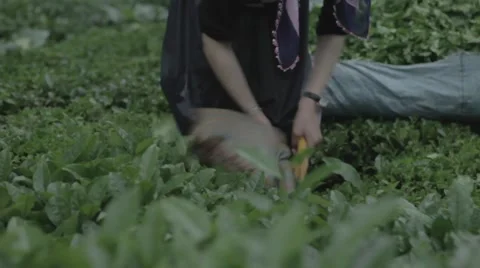 Tea Harvesting Stock Footage 48392543
