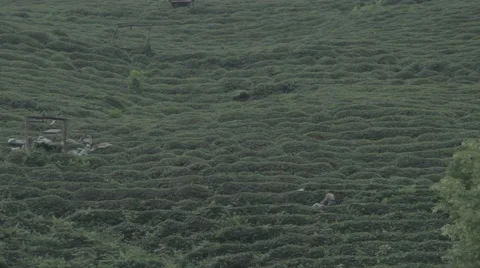 Tea Harvesting Stock Footage 48393176
