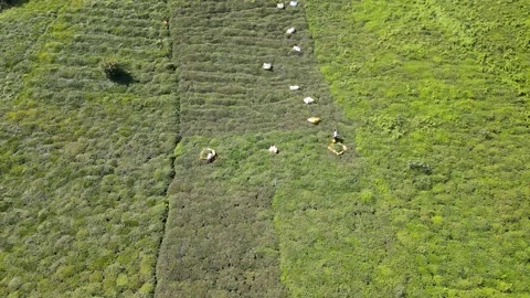 Tea Harvesting Video stock 334550779