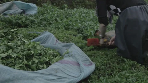 Tea harvesting Rize Stock Footage 48392353