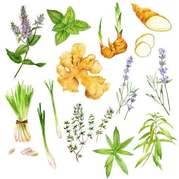 Tea herbs including peppermint and verbena, hand drawn watercolor Stock Illustration