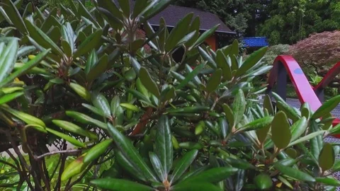 Tea House Stock Footage 69903101