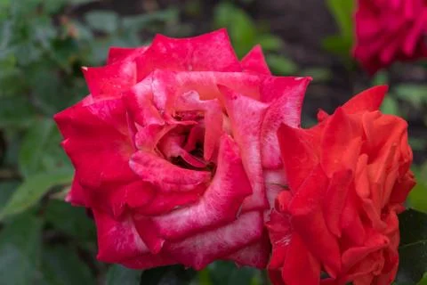 Tea-hybrid Pullman orient express rose with dew on the petals Stock Photos