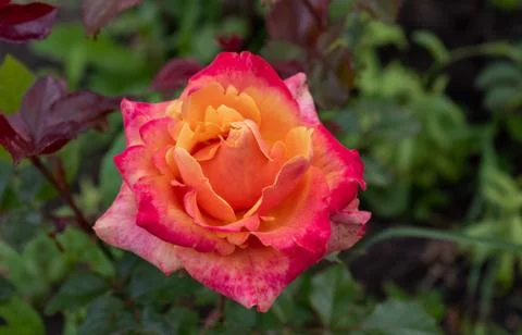 Tea-hybrid Pullman orient express rose with dew drops on the petals Stock Photos
