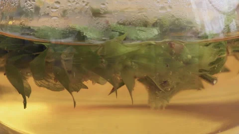 Tea infusion from sideritis plant  also know as ironwort or mountain tea Stock Footage 250093547