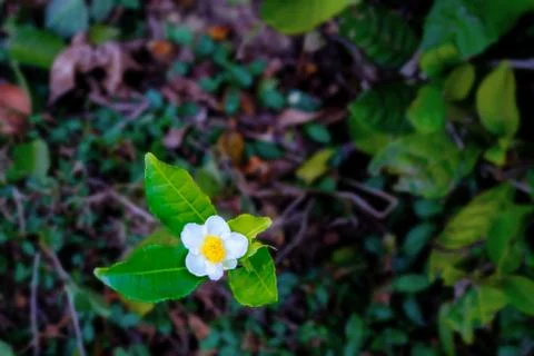 Tea leaf and white flower in tea plantation. Beautiful and fresh white tea fl Stock Photos