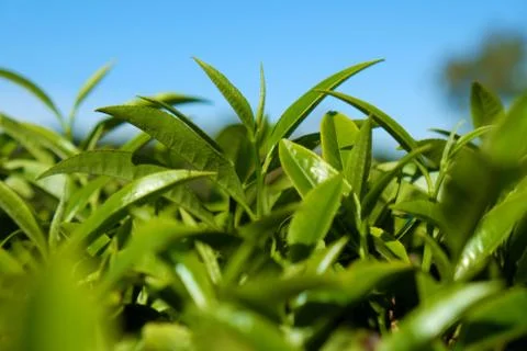 Tea leaf background Stock Photos
