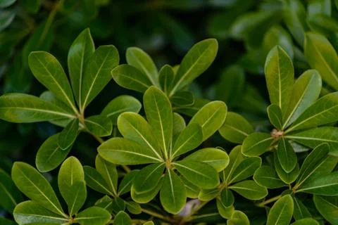 Tea leaf close-up, background. Stock Photos