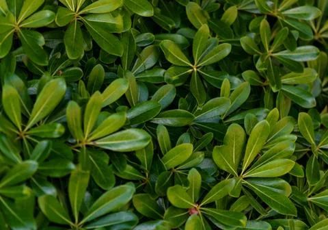 Tea leaf close-up, background. Stock Photos