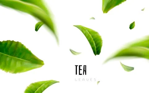 Tea leaf elements Ilustración de archivo