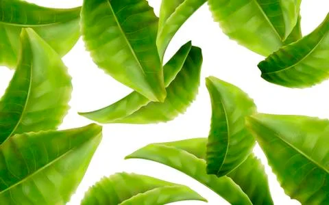 Tea leaf elements 스톡 일러스트