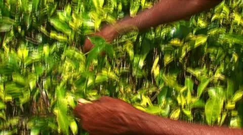 Tea leaf gathering. Stock Footage 10799330