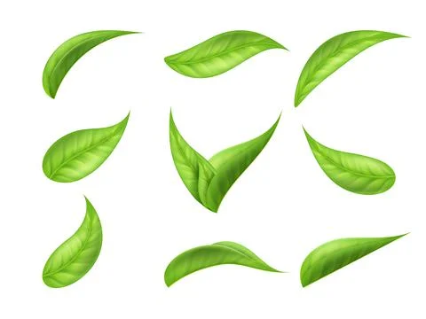 Tea leaf, green flying leaves set. Falling tree plants, ecology spring foliage Stock Illustration