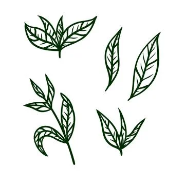 Tea leaf. Green plant. Set of hand-drawn natural elements. Cartoon illustrati 스톡 일러스트