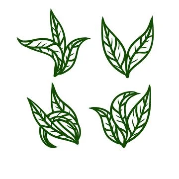 Tea leaf. Green plant. Set of hand-drawn natural elements. Cartoon illustrati Stock Illustration