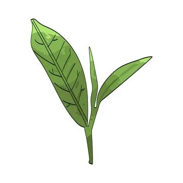 Tea leaf illustration Illustrazione stock
