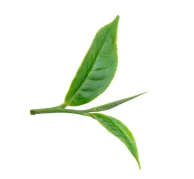 Tea leaf isolated on white background Stock Photos