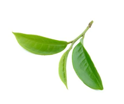Tea leaf isolated on white background Stock Photos